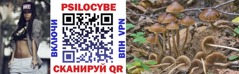 блэк спрут ССЫЛКА  где купить наркоту  Пойковский  Галлюциногенные грибы Psilocybe 